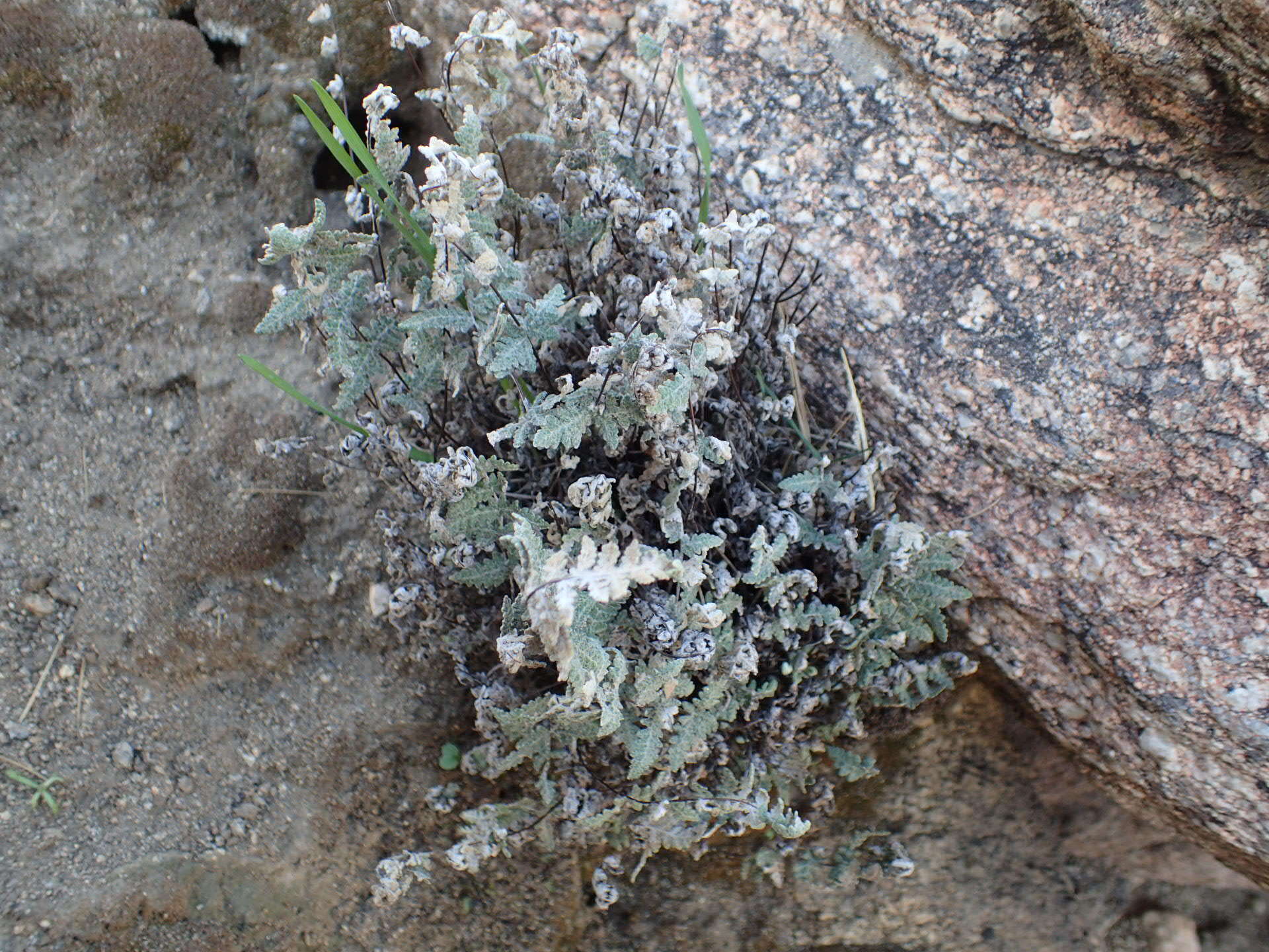 Image of Newberry's lipfern