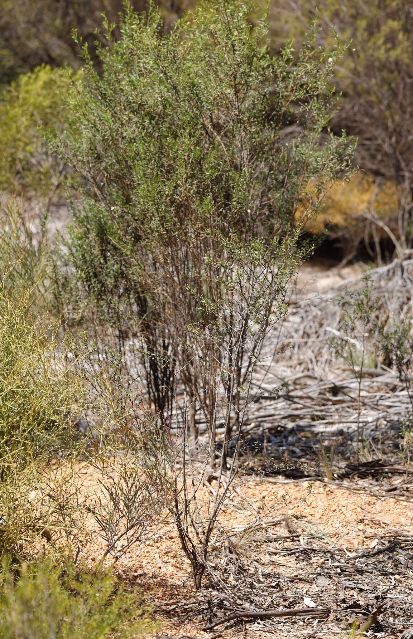 Image of Eremophila clarkei Oldfield & F. Muell.