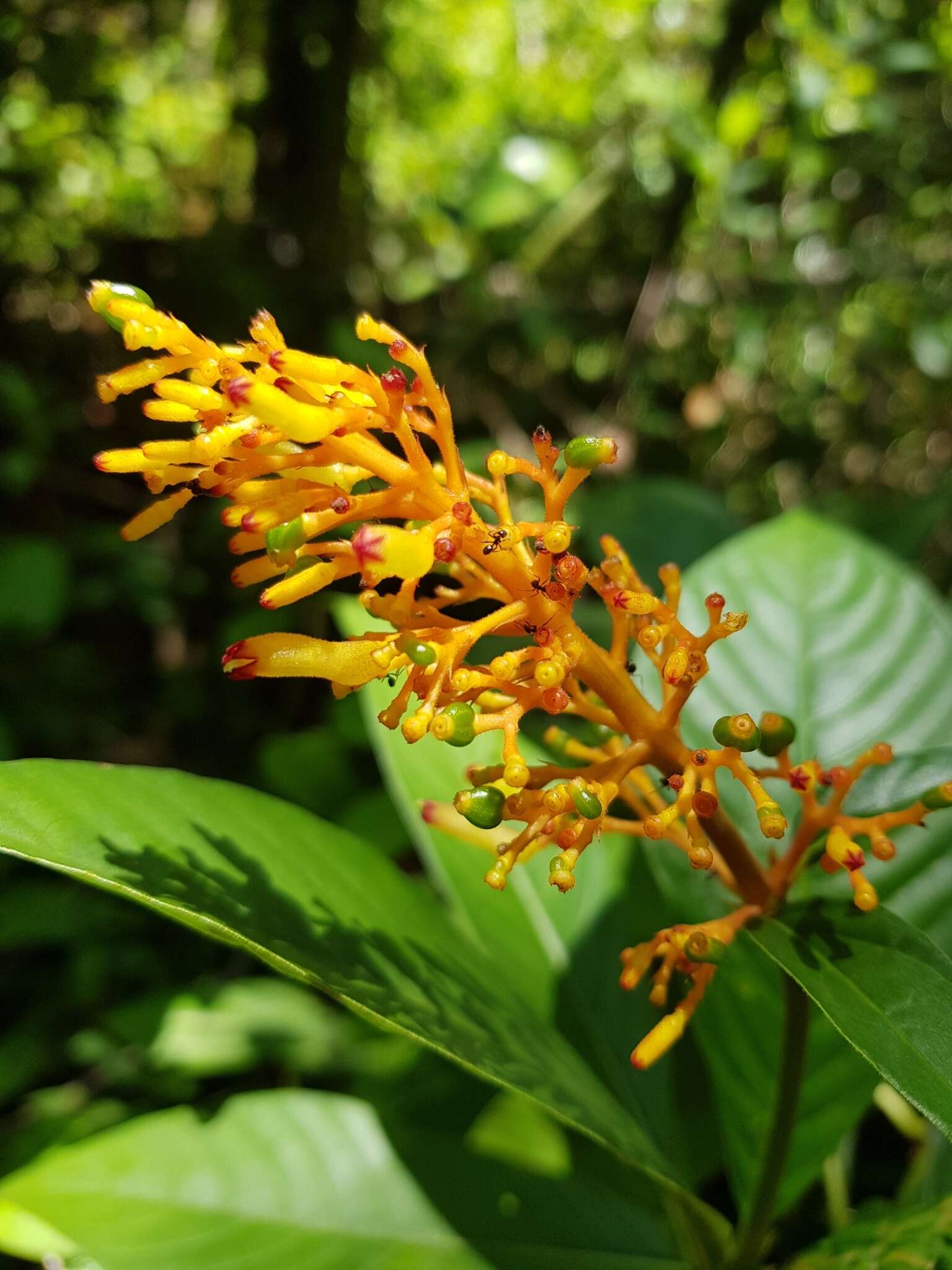 Image of Palicourea triphylla DC.