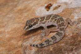 Image of Smith's Thick-toed Gecko