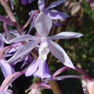 Plancia ëd Calanthe plantaginea Lindl.