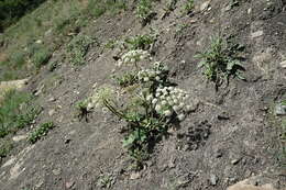 Image of Heracleum grandiflorum Stev. ex Bieb.