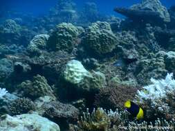 Image of Bicolor Angelfish