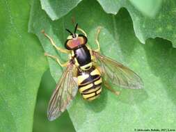 Plancia ëd Chrysotoxum arcuatum (Linnaeus 1758)