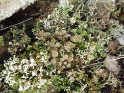 Image of cup lichen