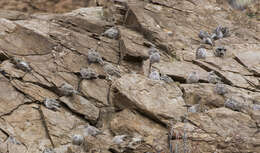 Image of Mongolian Finch