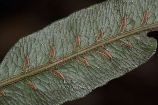 Image of Woodwardia harlandii Hook.