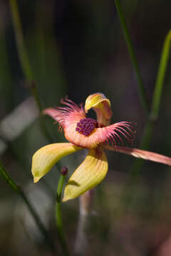 Image of Dancing spider orchid