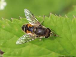 Image of Syrphid fly