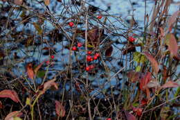 Image of Coral Greenbrier