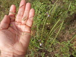 Image of narrowleaf Indian breadroot