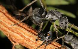 Image of Polyrhachis schistacea (Gerstaecker 1859)