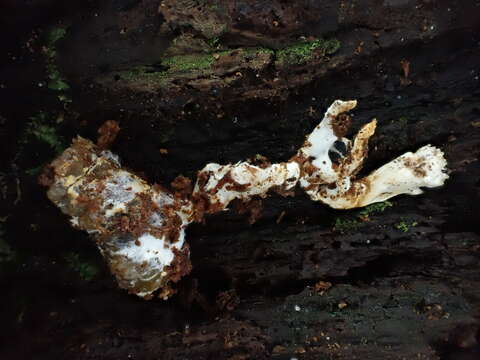 Слика од Tolypocladium inflatum W. Gams 1971