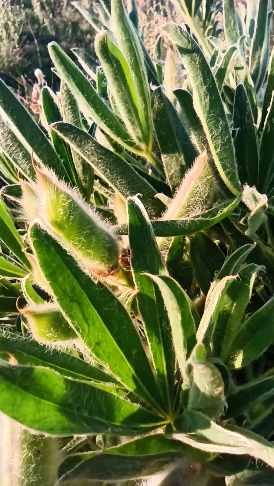 Image of Lupinus lanatus Benth.