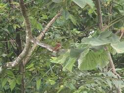 Image of Barred Puffbird