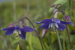 Image of Aquilegia parviflora Ledeb.