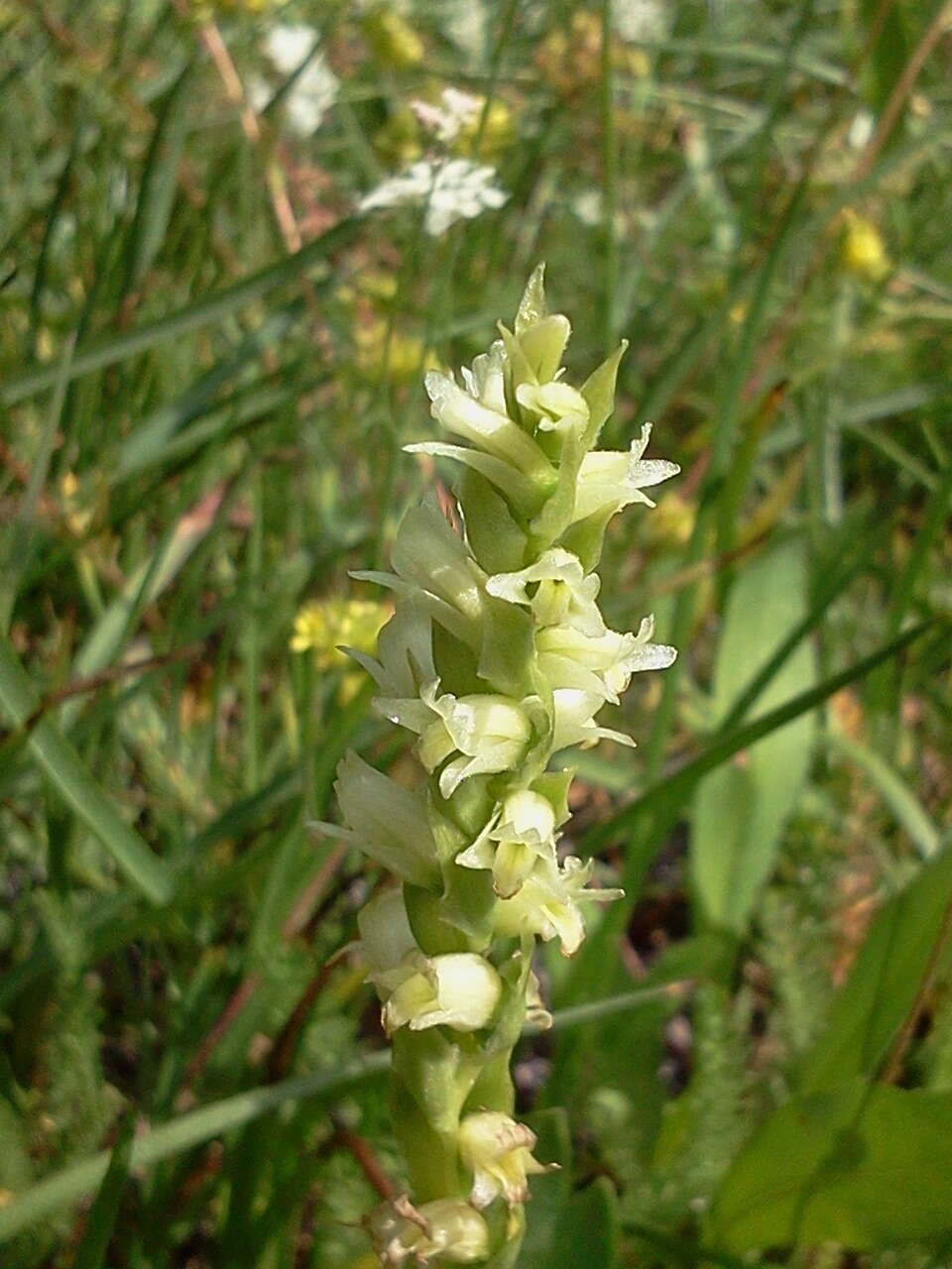 Spiranthes stellata P. M. Br., Dueck & K. M. Cameron resmi