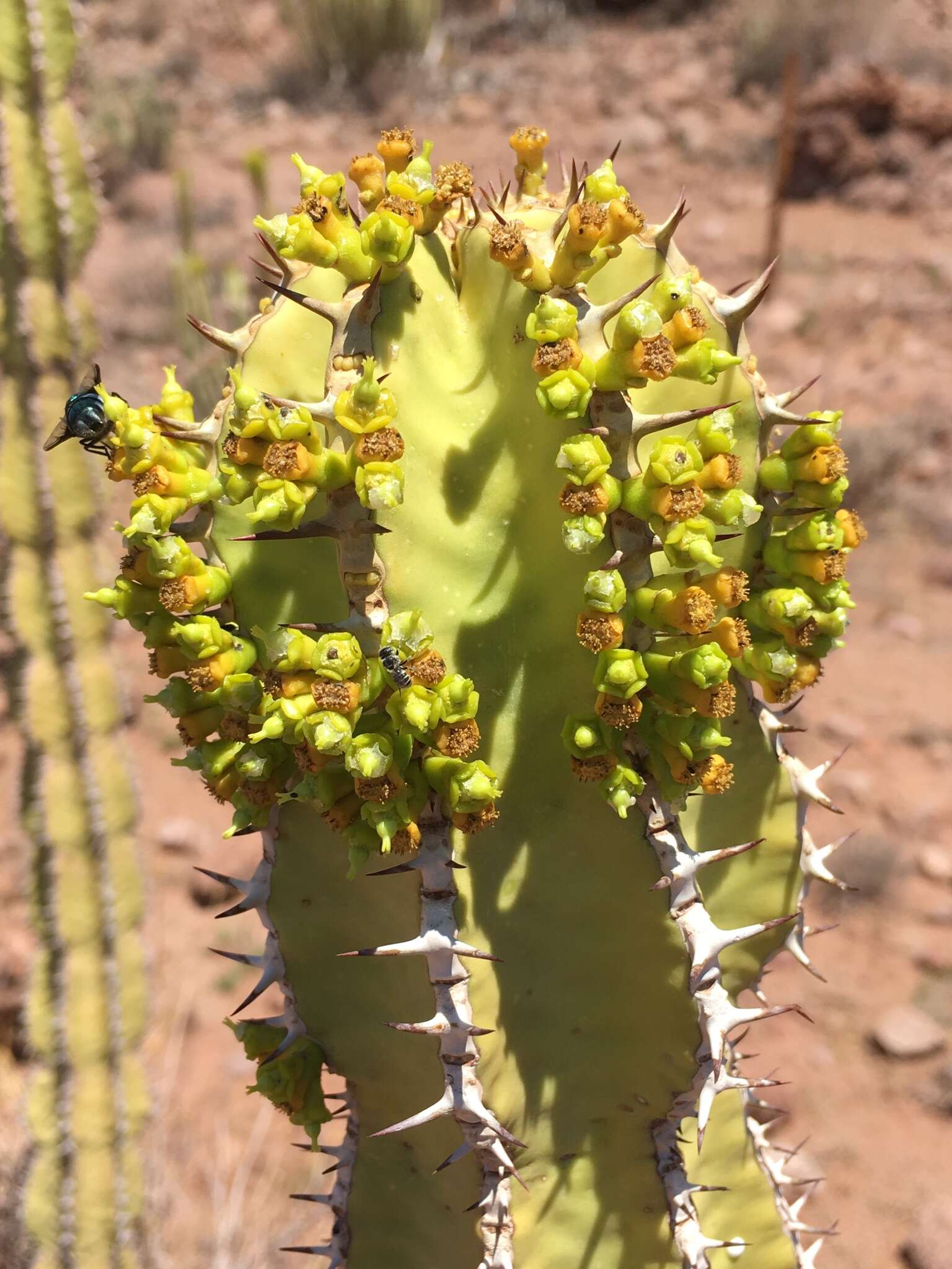 Image of Euphorbia avasmontana Dinter