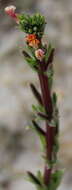 Plancia ëd Oenothera indecora Camb.