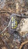 Image of Armadillidium tirolense Verhoeff 1901