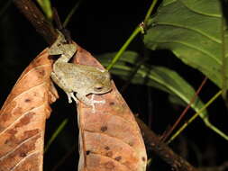 Image of Raorchestes hassanensis (Dutta 1985)