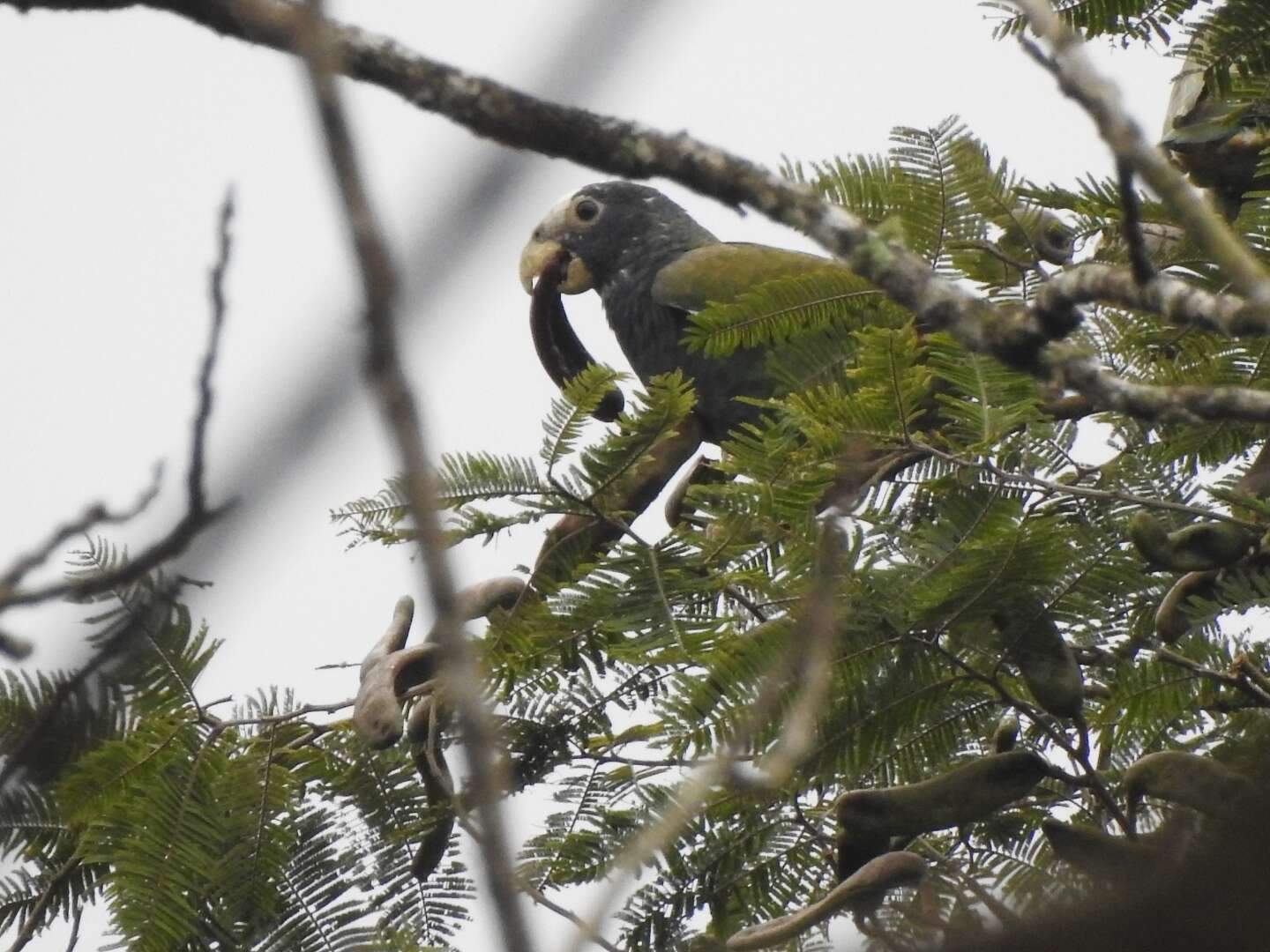 Image of White-crowned Parrot