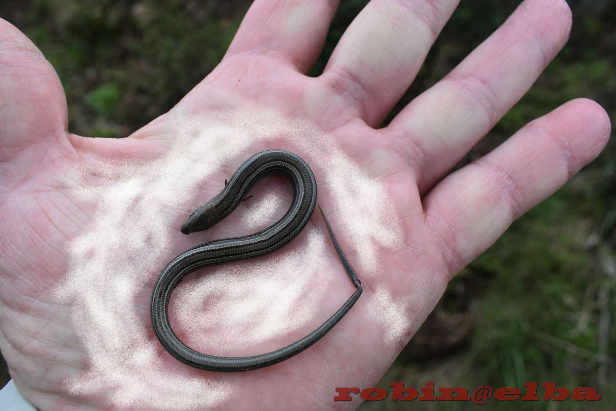 Chalcides chalcides (Linnaeus 1758) resmi