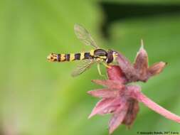 Sphaerophoria scripta (Linnaeus 1758) resmi