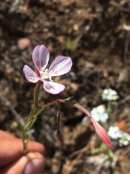 Image of Ramona clarkia