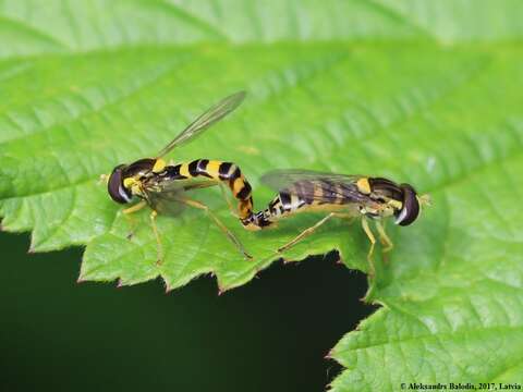 Sphaerophoria scripta (Linnaeus 1758) resmi