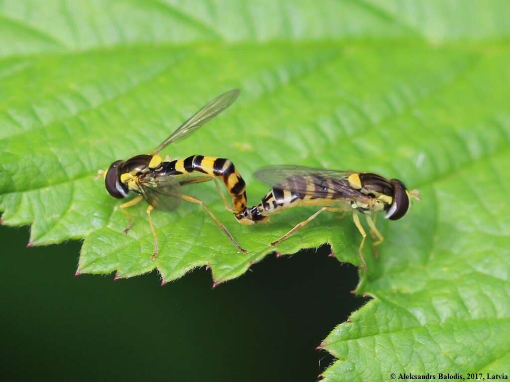 Sphaerophoria scripta (Linnaeus 1758) resmi