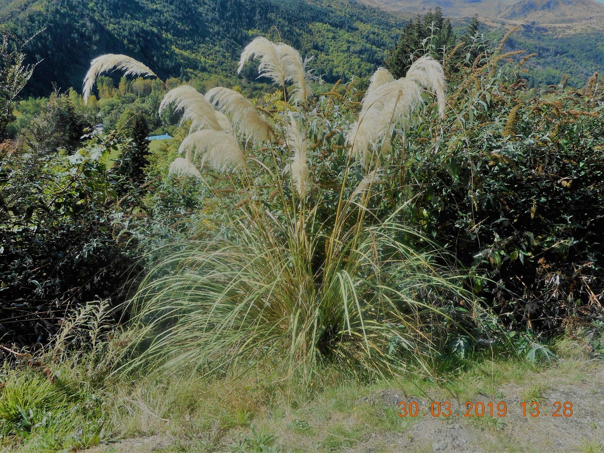 Austroderia richardii (Endl.) N. P. Barker & H. P. Linder的圖片