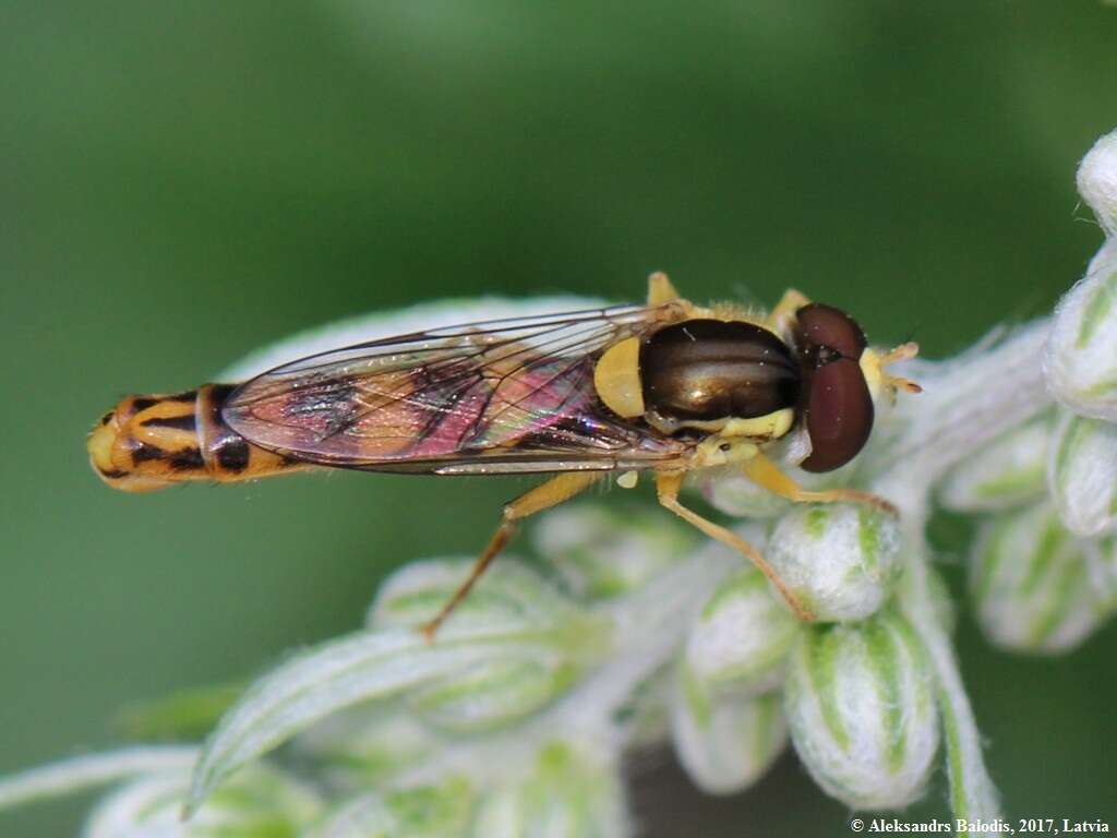 Image of Sphaerophoria scripta (Linnaeus 1758)