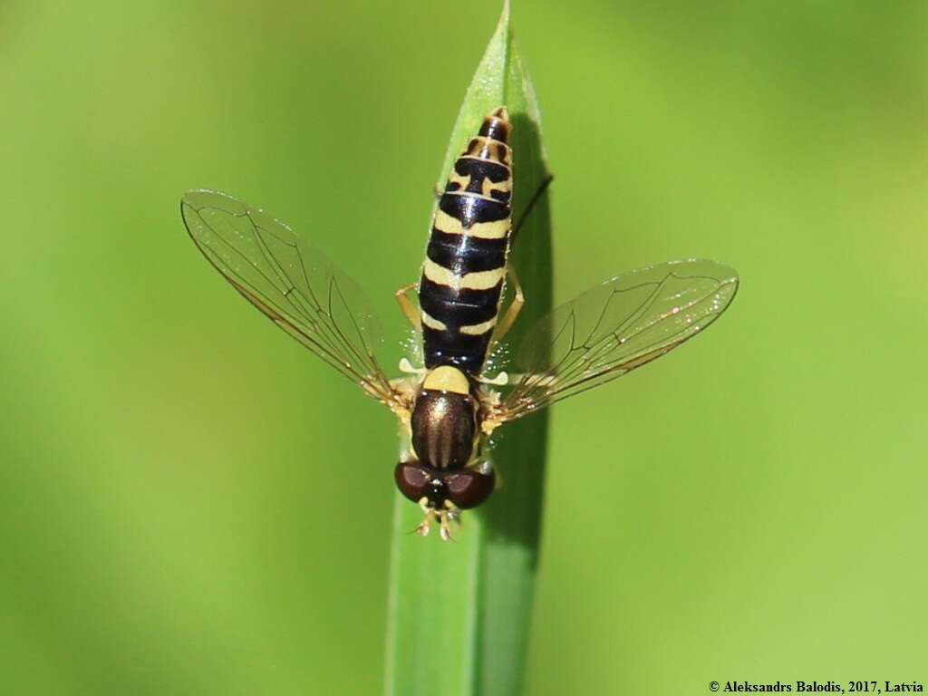 Sphaerophoria scripta (Linnaeus 1758) resmi