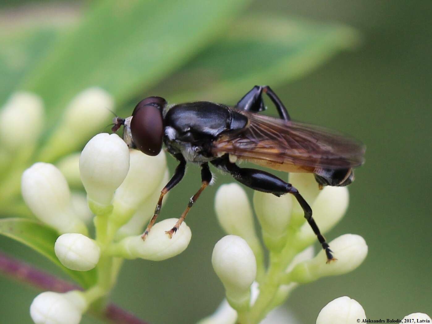 صورة Tropidia scita (Harris 1780)