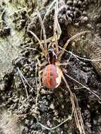 Image of Pachygnatha autumnalis Marx 1884