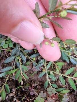 Image de Phyllanthus ussuriensis Rupr. & Maxim.