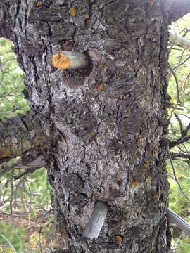 Image of Limber Pine