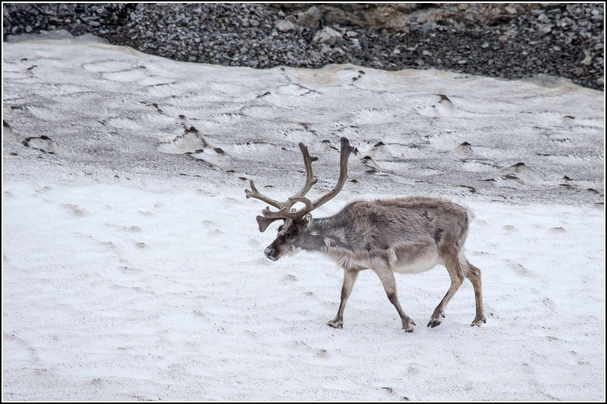 Image of Svalbard reindeer