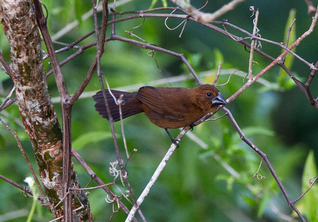 Image of Blue-black Grosbeak