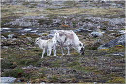 Image of Svalbard reindeer