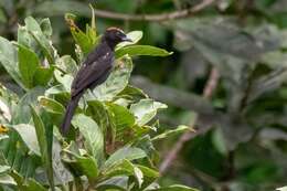 Image of Flame-crested Tanager