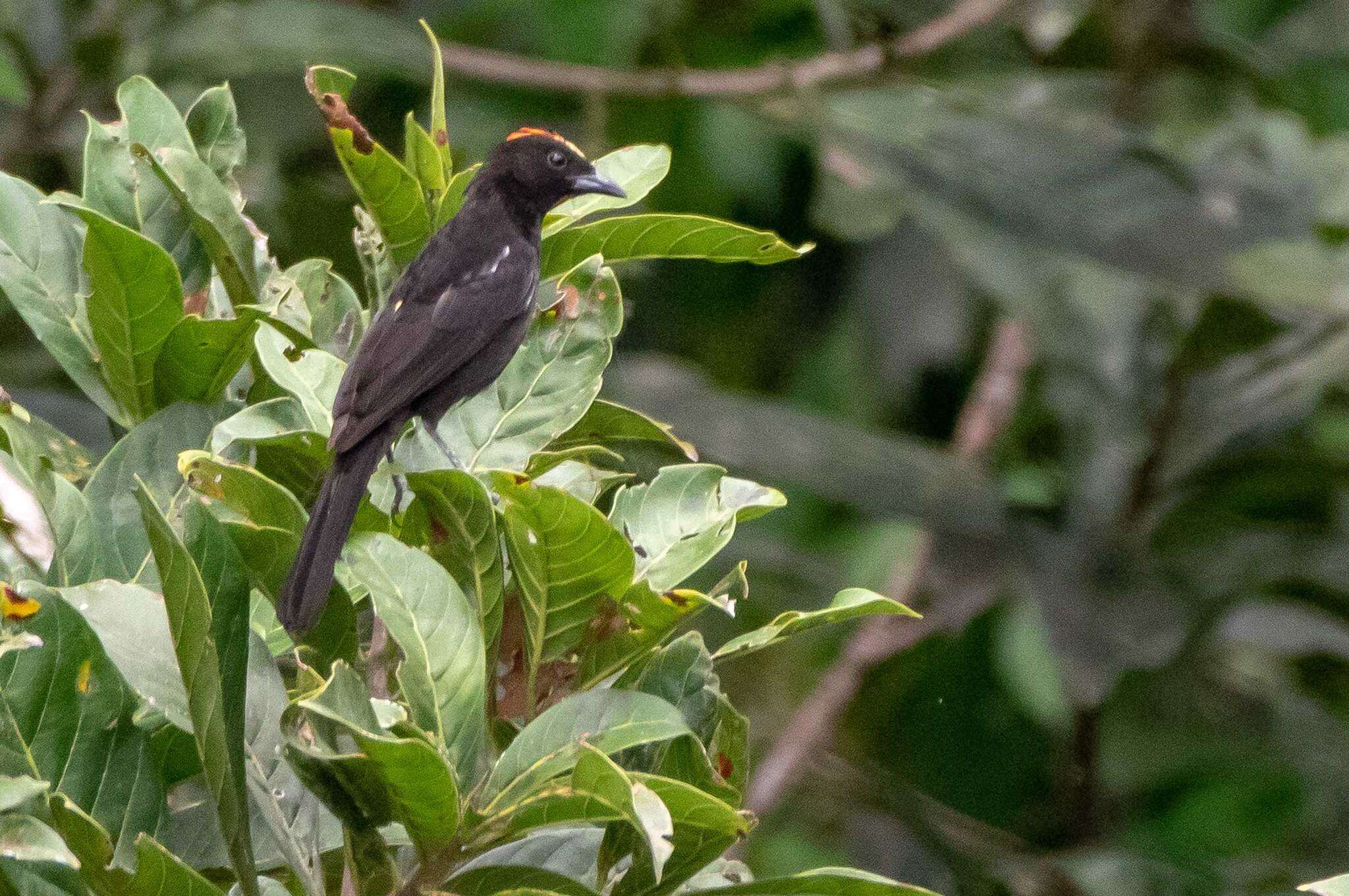 Image of Flame-crested Tanager