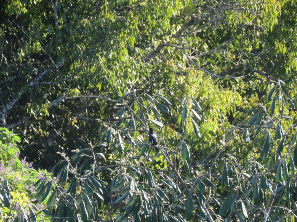 Image of Black-girdled Barbet