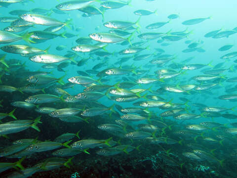 Image of Yellowtail horse mackerel