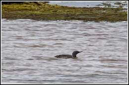 Image of Red-throated Diver