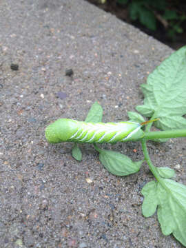 Image of Carolina sphinx