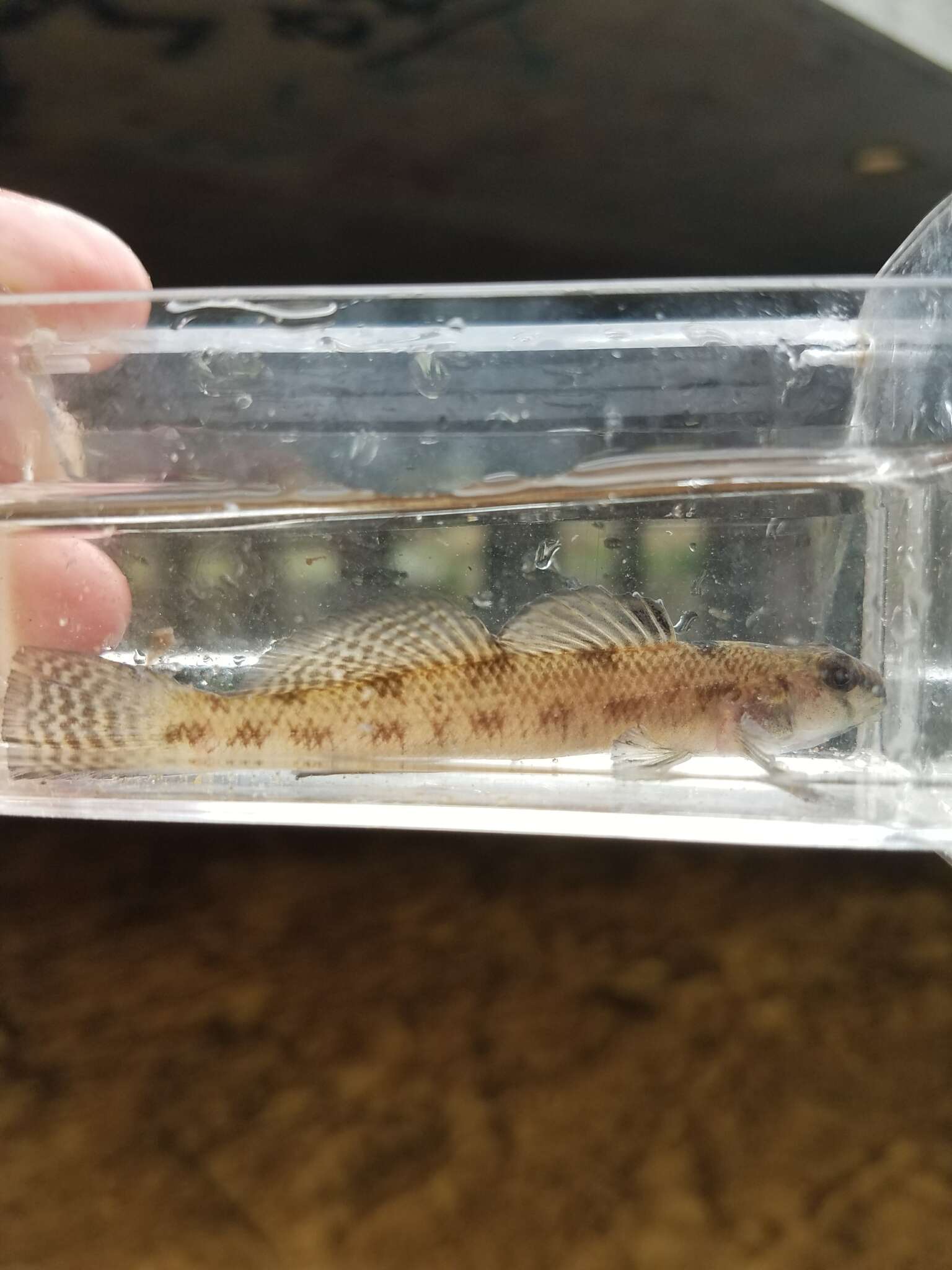 Слика од Etheostoma olmstedi Storer 1842