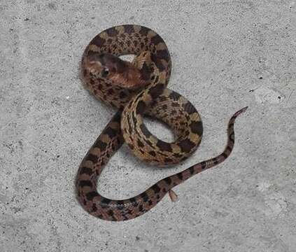 Image of Mexican Bullsnake