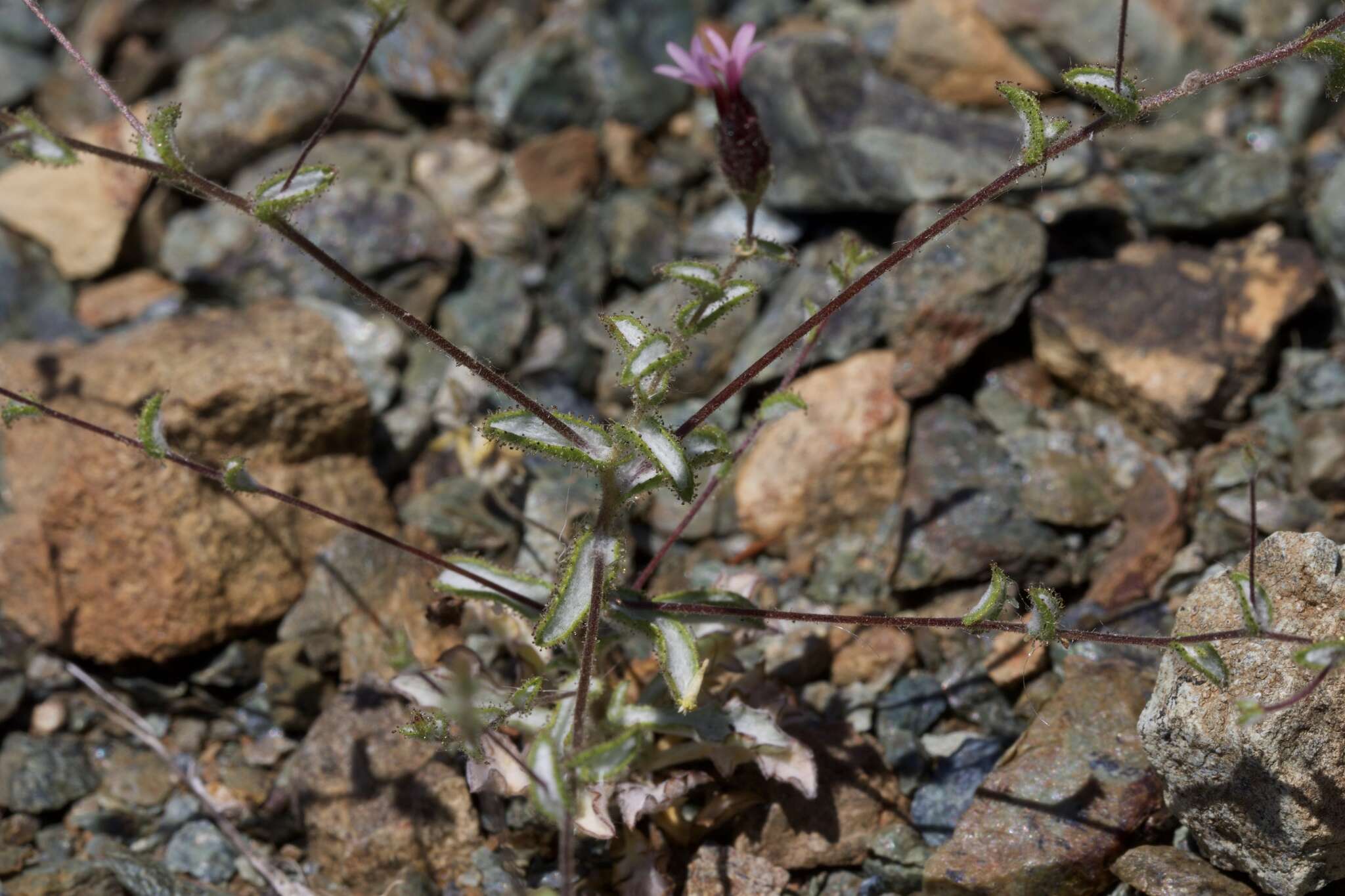 Plancia ëd Lessingia ramulosa A. Gray